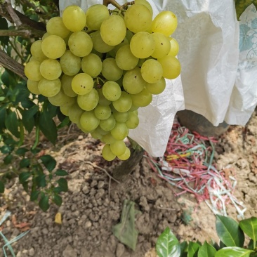 广西桂林蓝玉青提大量上市，串型好，颗粒饱满，口感甜，