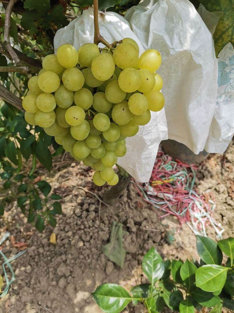 广西桂林蓝玉青提大量上市，串型好，颗粒饱满，口感甜，