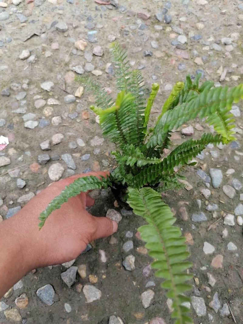 出售精品肾蕨，肾蕨小杯苗，成都精品肾蕨哪里有