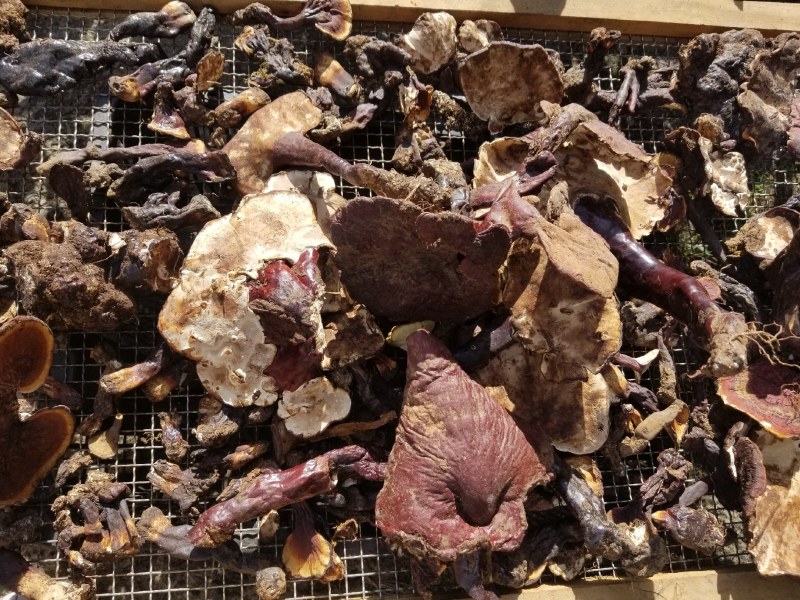 红灵芝（源自中缅边境，干鲜货均有）海拔1800米纯野生