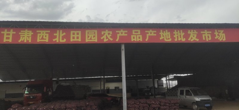基地精品西红柿大量供应
