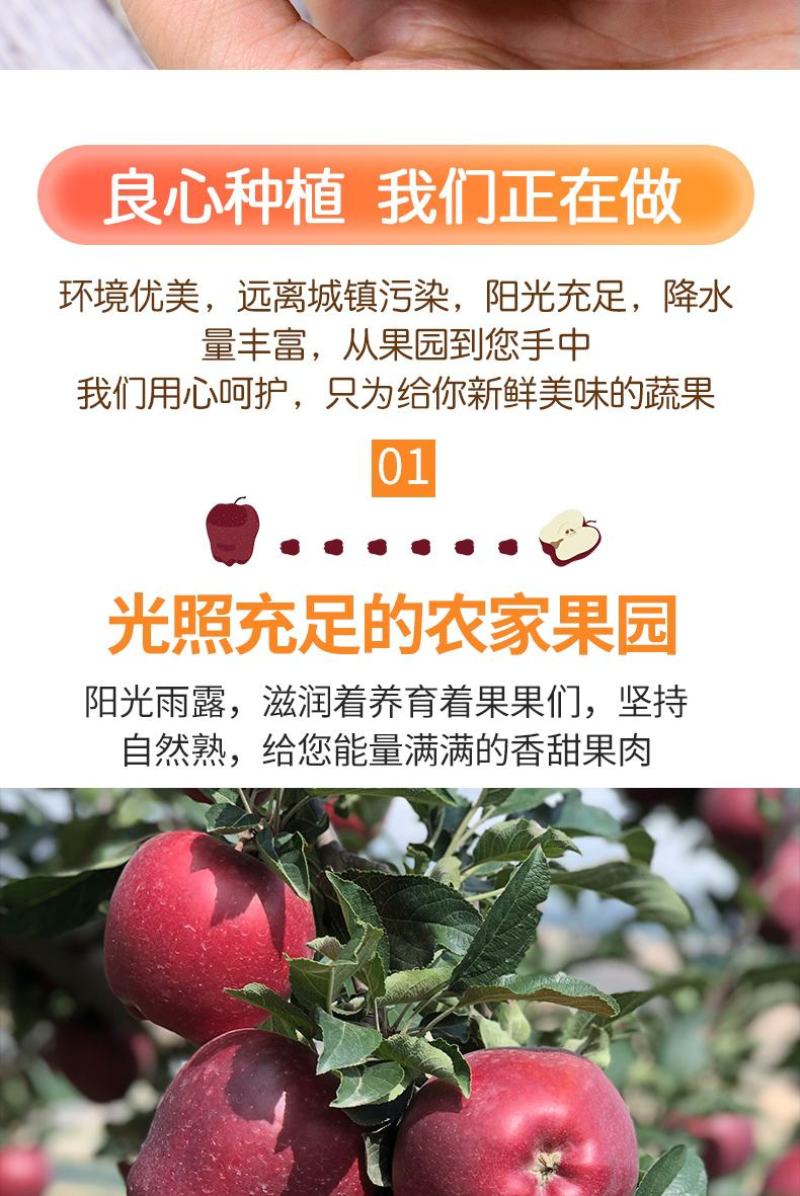 甘肃天水花牛苹果水果新鲜当季整箱包邮10红蛇大果粉面刮泥