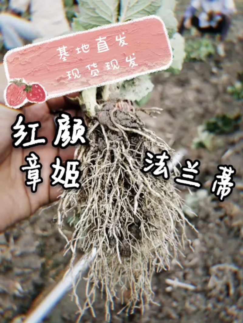 红颜草莓苗脱毒苗提供技术章姬法兰帝妙香7号等批发
