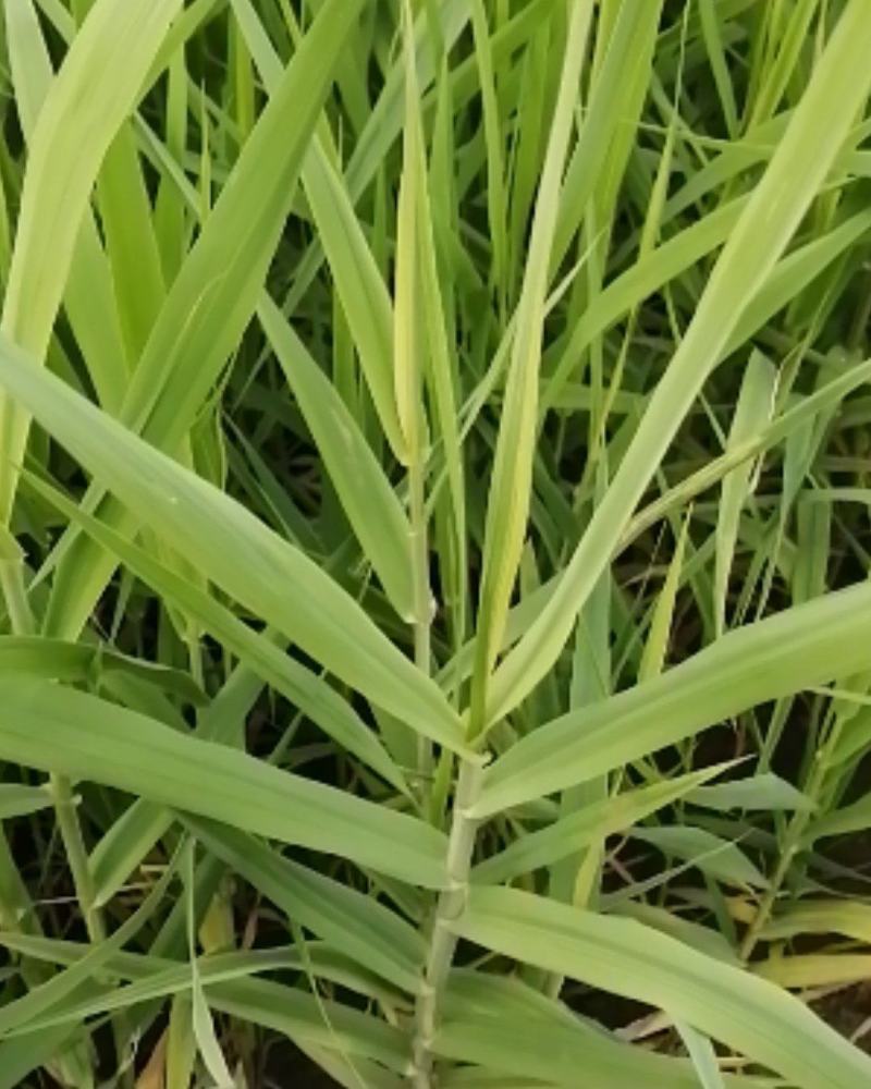 水生植物：小兔子狼尾草：花芦竹：水生鸢尾：紫叶狼尾草：