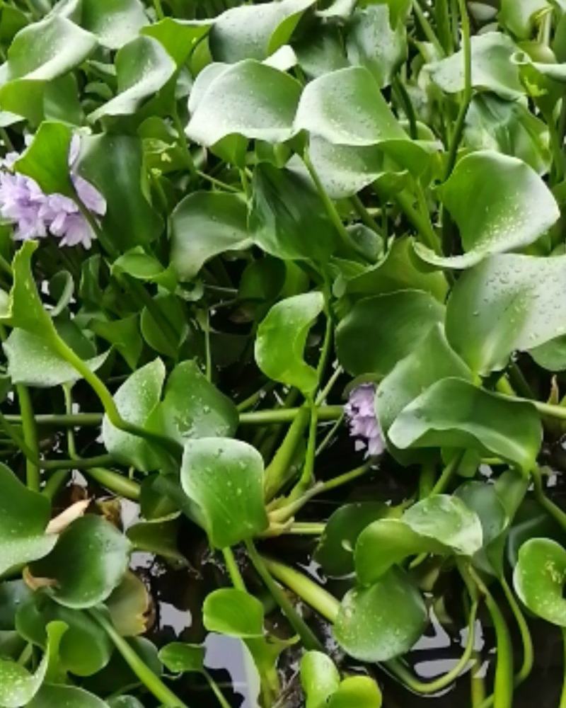 水生植物：小兔子狼尾草：花芦竹：水生鸢尾：紫叶狼尾草：