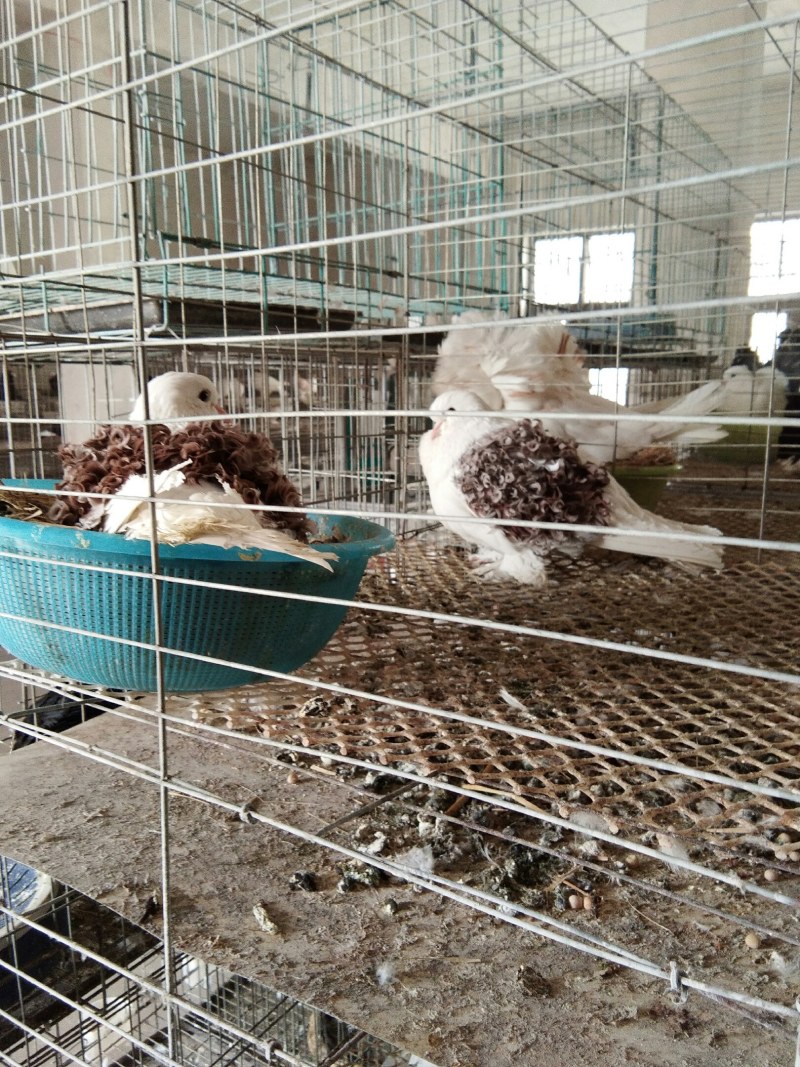 国系元宝鸽芙蓉鸽肉鸽种鸽多少钱