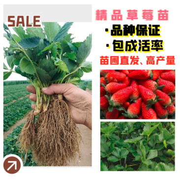 草莓苗【山东甜宝草莓苗】专业育苗基地，品种纯正保质保量