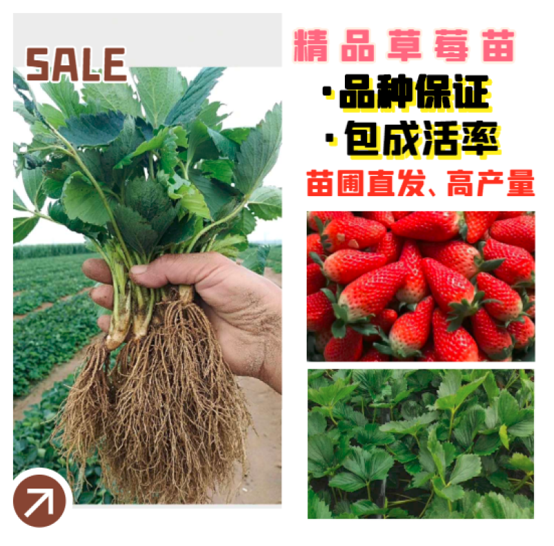 草莓苗【山东甜宝草莓苗】专业育苗基地，品种纯正保质保量