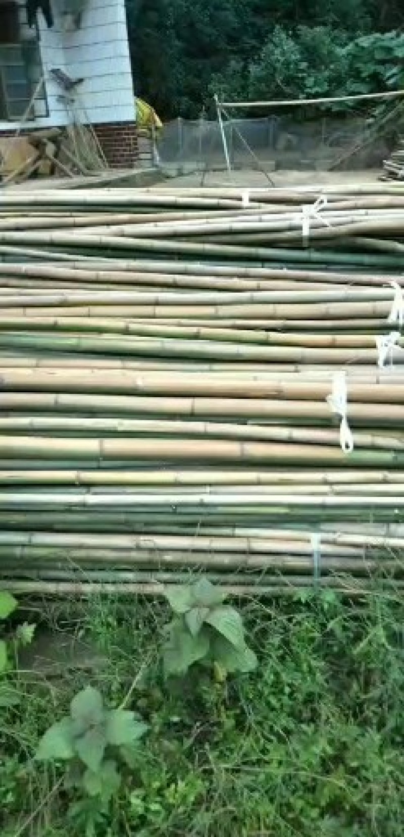 竹子，竹子，竹子，竹