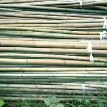 竹子，竹子，竹子，竹