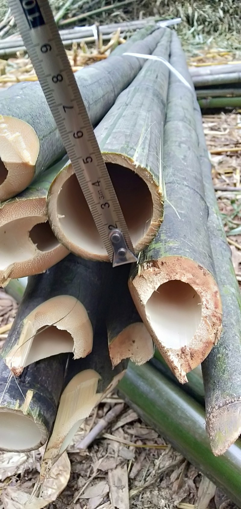 竹子，竹子，竹子，竹