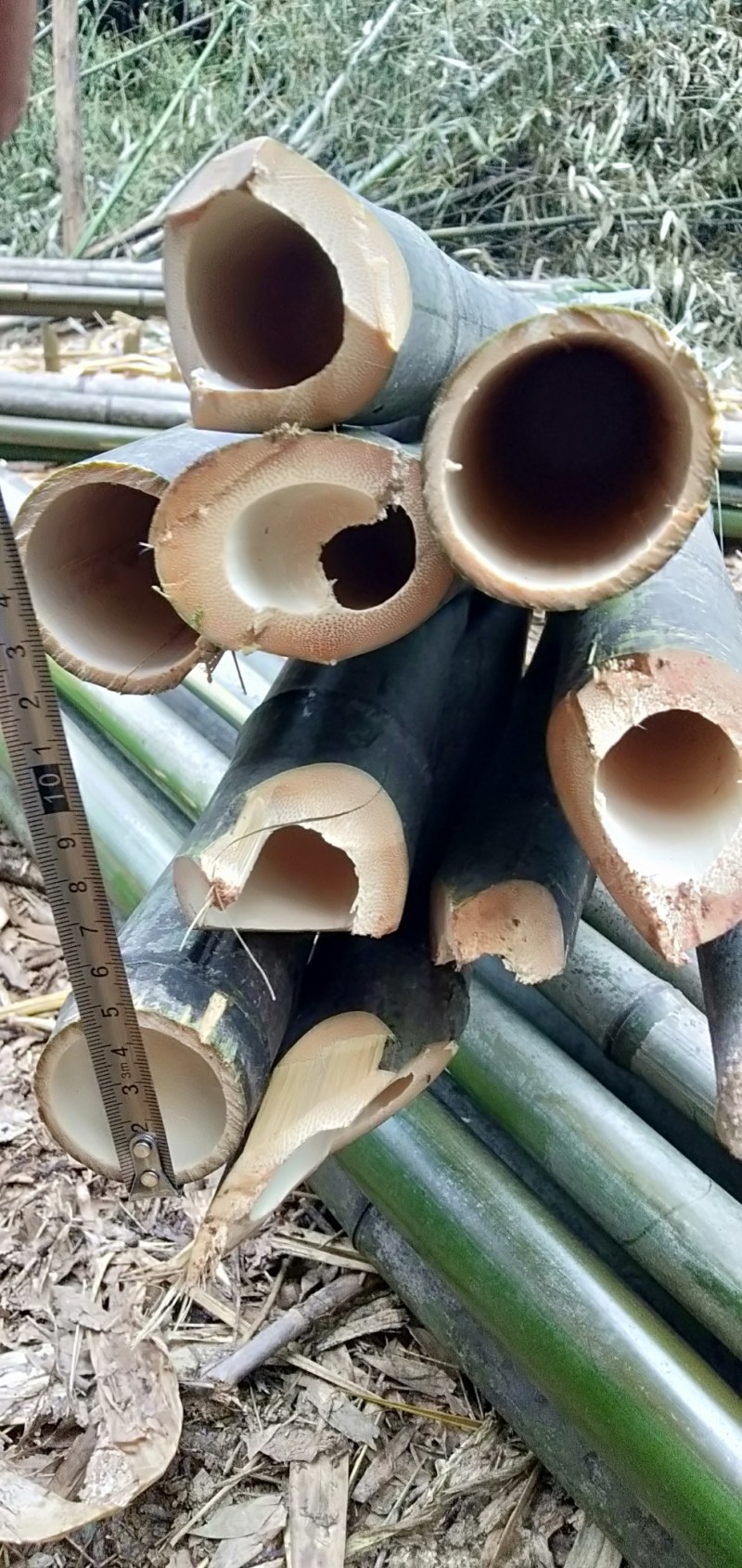 竹子，竹子，竹子，竹