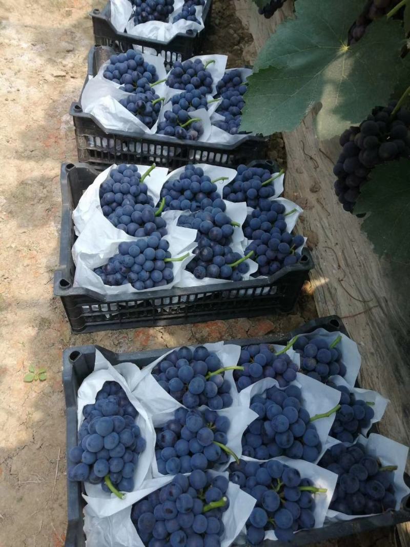 夏黑葡萄5%以下1~2斤，颜色黑，口感杠杠的。