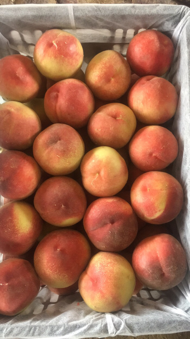 安徽砀山水蜜桃🍑，每年7月上市