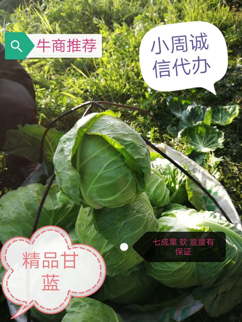 【精品推荐】河北张家口蔚县精品宣甘蓝:产地直销一手货源