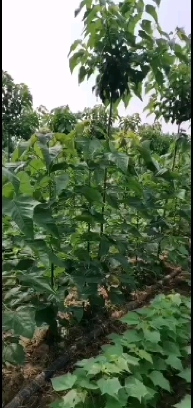 优质楸树，发货全国，一棵起批公司可提供技术指导