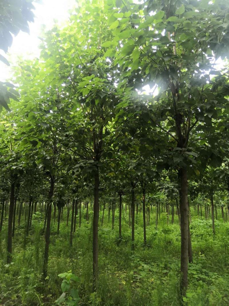 优质楸树，发货全国，一棵起批公司可提供技术指导