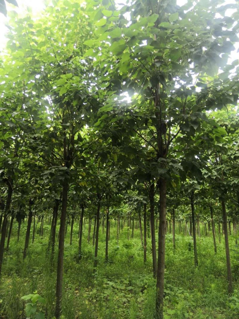优质楸树，发货全国，一棵起批公司可提供技术指导