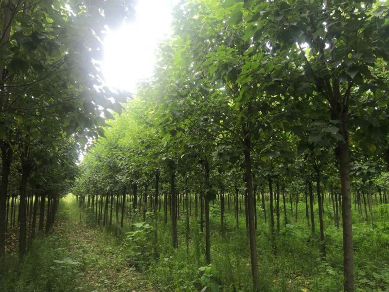 优质楸树，发货全国，一棵起批公司可提供技术指导