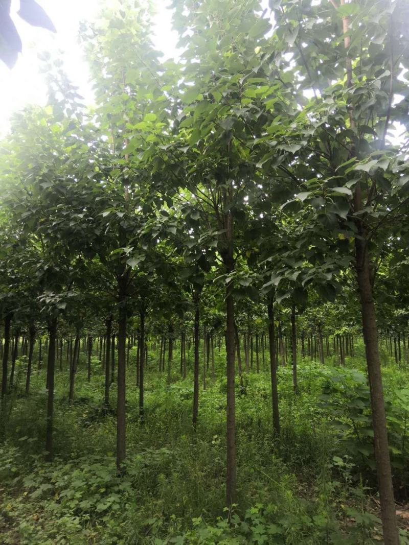 优质楸树，发货全国，一棵起批公司可提供技术指导