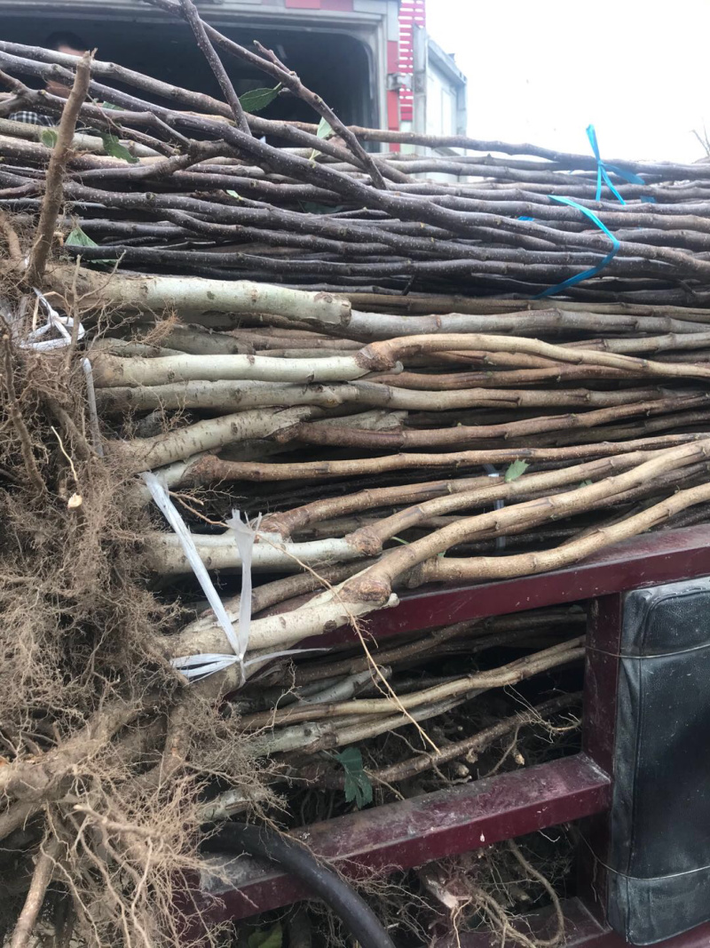 【精选】甜山楂苗大金星山楂苗甜山楂苗根系发达规格齐