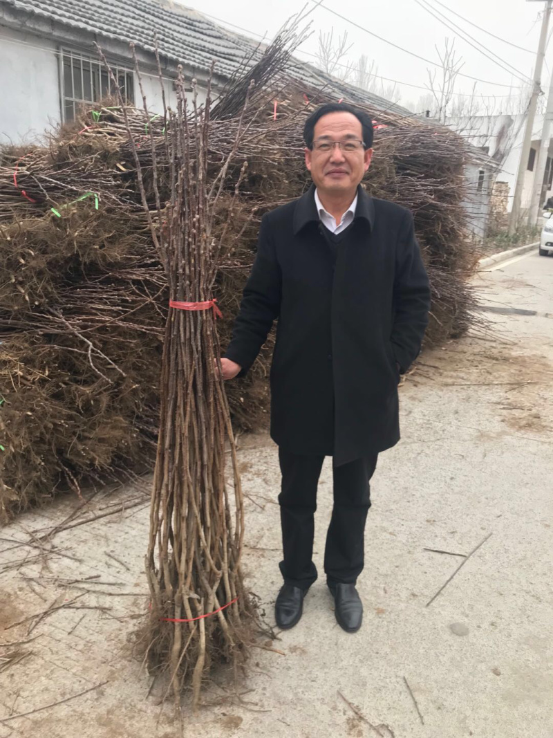 【精选】甜山楂苗大金星山楂苗甜山楂苗根系发达规格齐