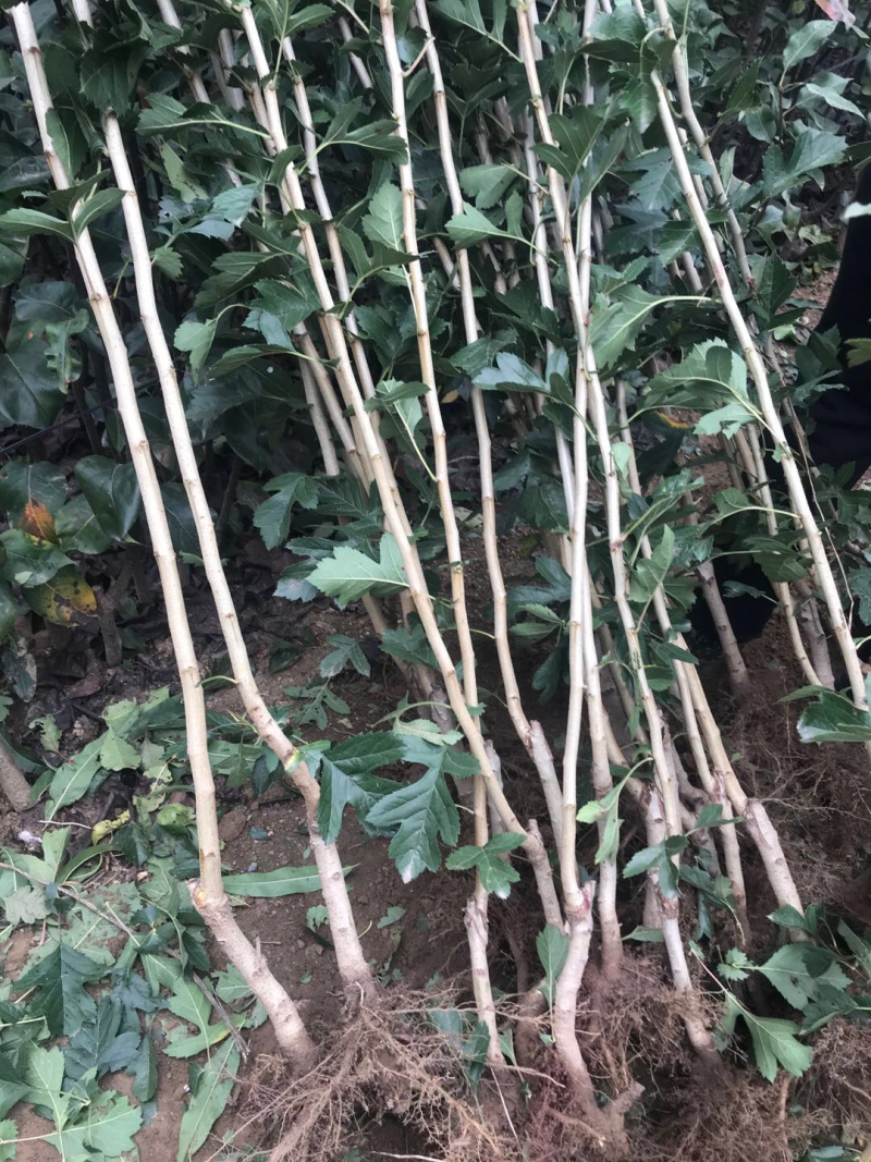 【精选】甜山楂苗大金星山楂苗甜山楂苗根系发达规格齐