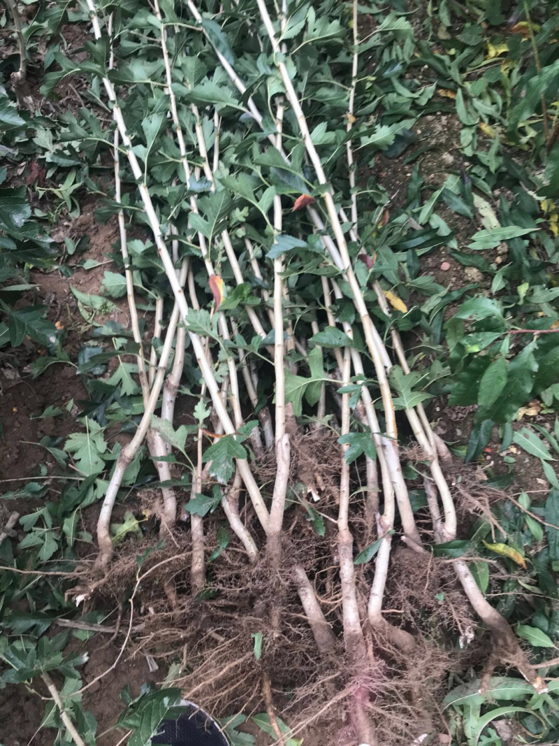 【精选】甜山楂苗大金星山楂苗甜山楂苗根系发达规格齐