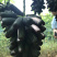 【精选】甜蜜蓝宝石葡萄苗优质甜蜜蓝宝石葡萄苗结果早耐储