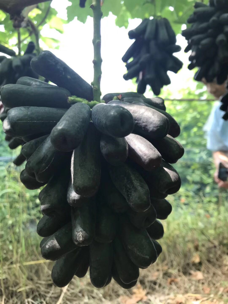 【精选】甜蜜蓝宝石葡萄苗优质甜蜜蓝宝石葡萄苗结果早耐储