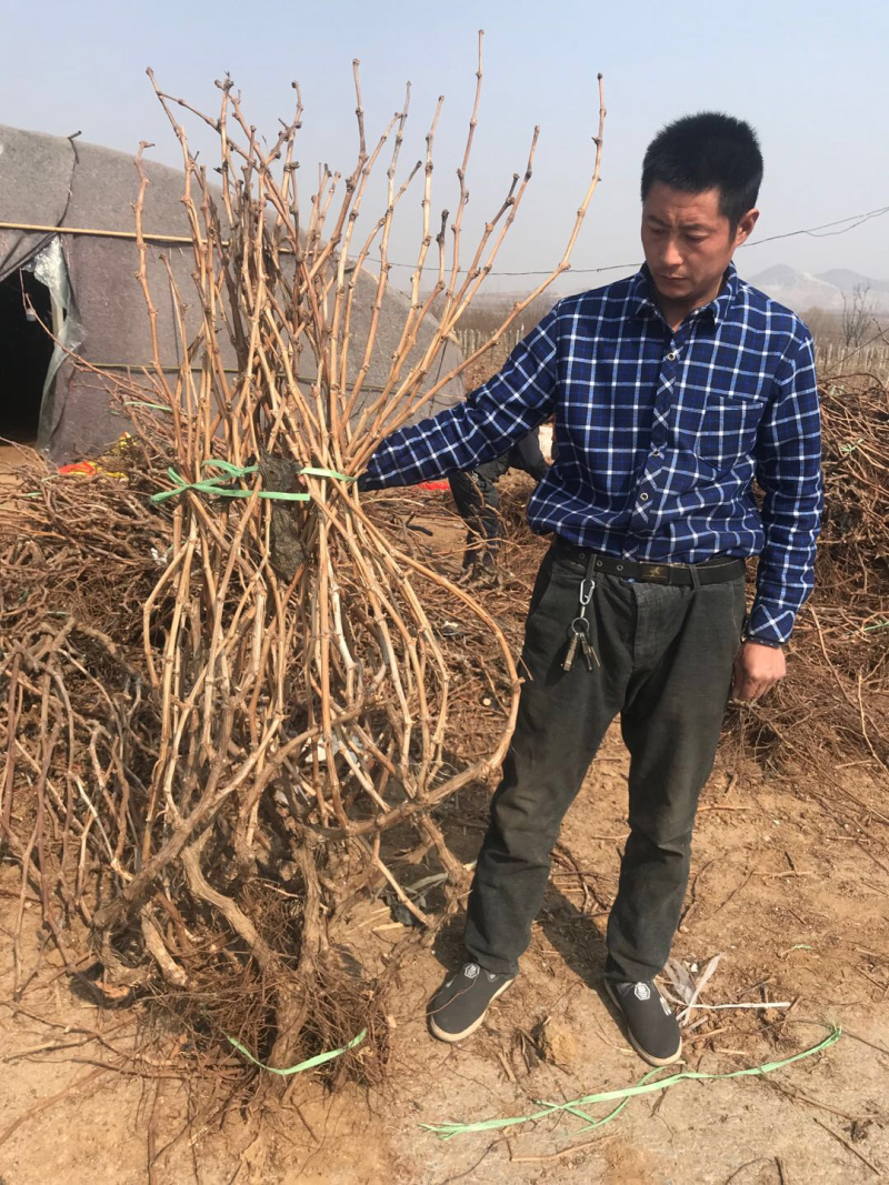 【精选】甜蜜蓝宝石葡萄苗优质甜蜜蓝宝石葡萄苗结果早耐储