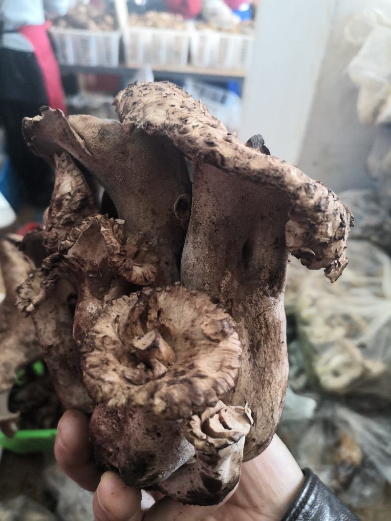 新鲜黑虎掌菌产地一件代发批发顺丰包邮