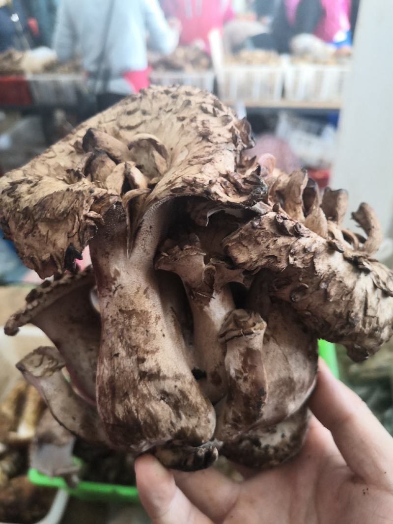 新鲜黑虎掌菌产地一件代发批发顺丰包邮