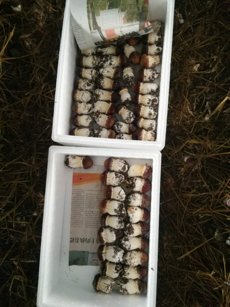 球盖菇新鲜，一次最少一50箱，一箱六斤装