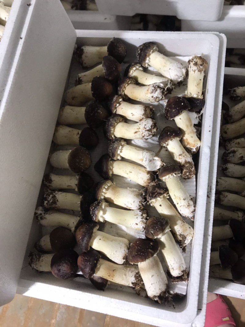 球盖菇新鲜，一次最少一50箱，一箱六斤装