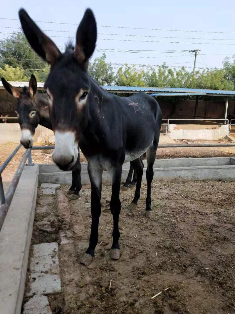 肉驴德州驴驴苗多少钱一头长势快耐粗饲适合全国各地区喂养
