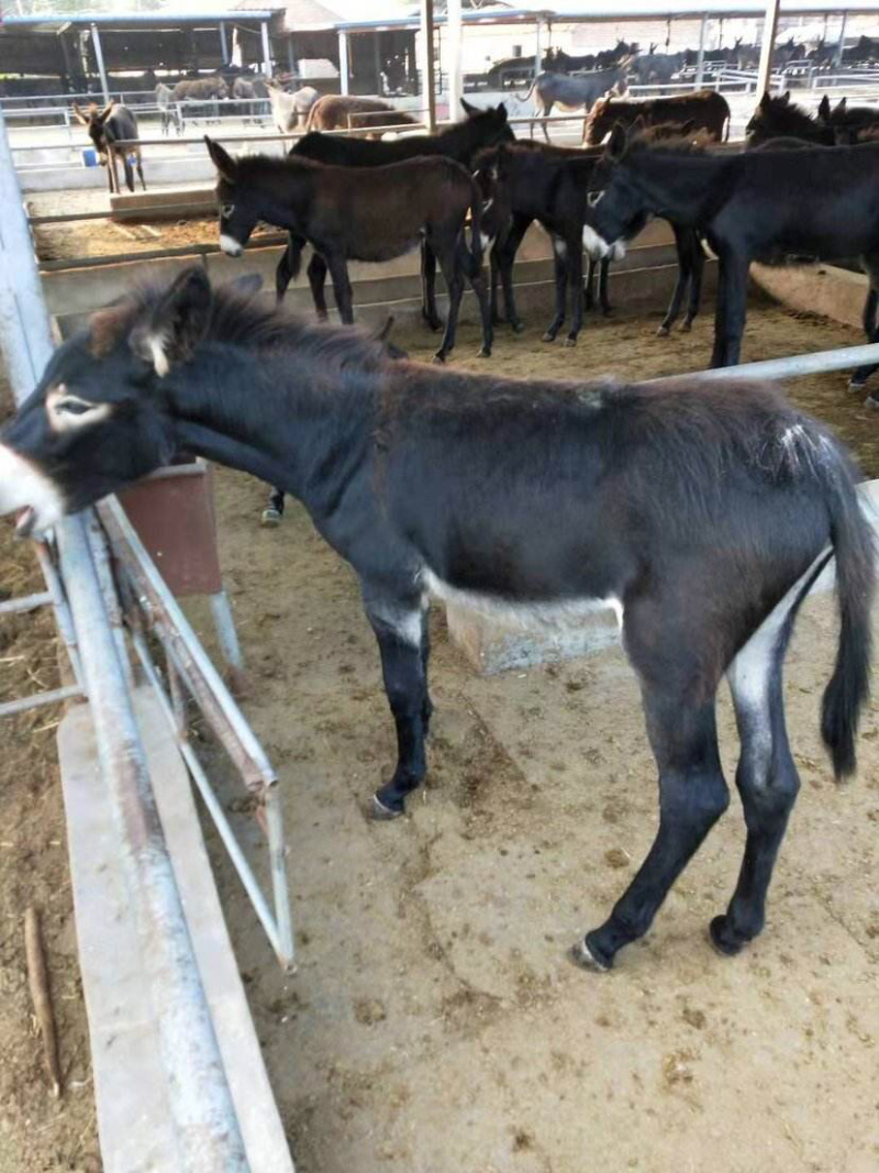 肉驴德州驴驴苗多少钱一头长势快耐粗饲适合全国各地区喂养