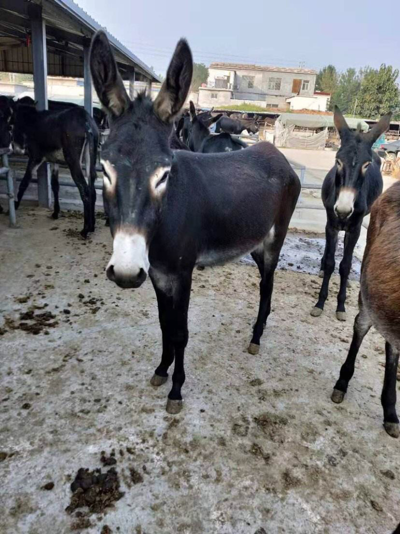 肉驴德州驴驴苗多少钱一头长势快耐粗饲适合全国各地区喂养