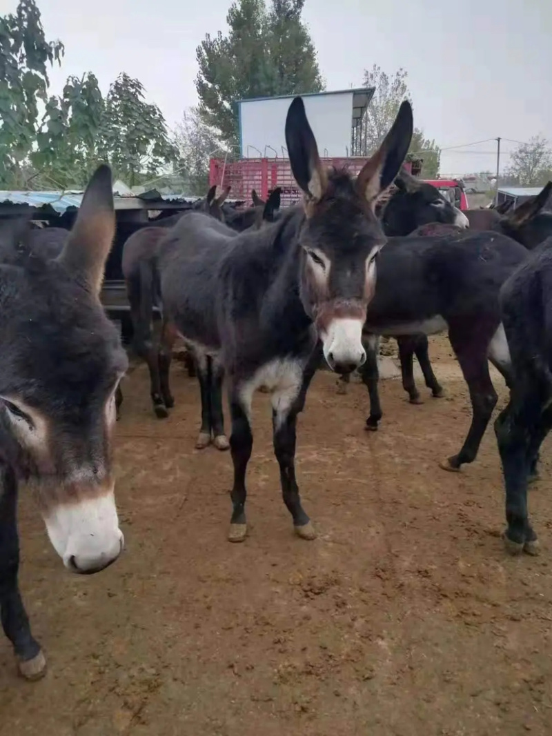 肉驴德州驴驴苗多少钱一头长势快耐粗饲适合全国各地区喂养