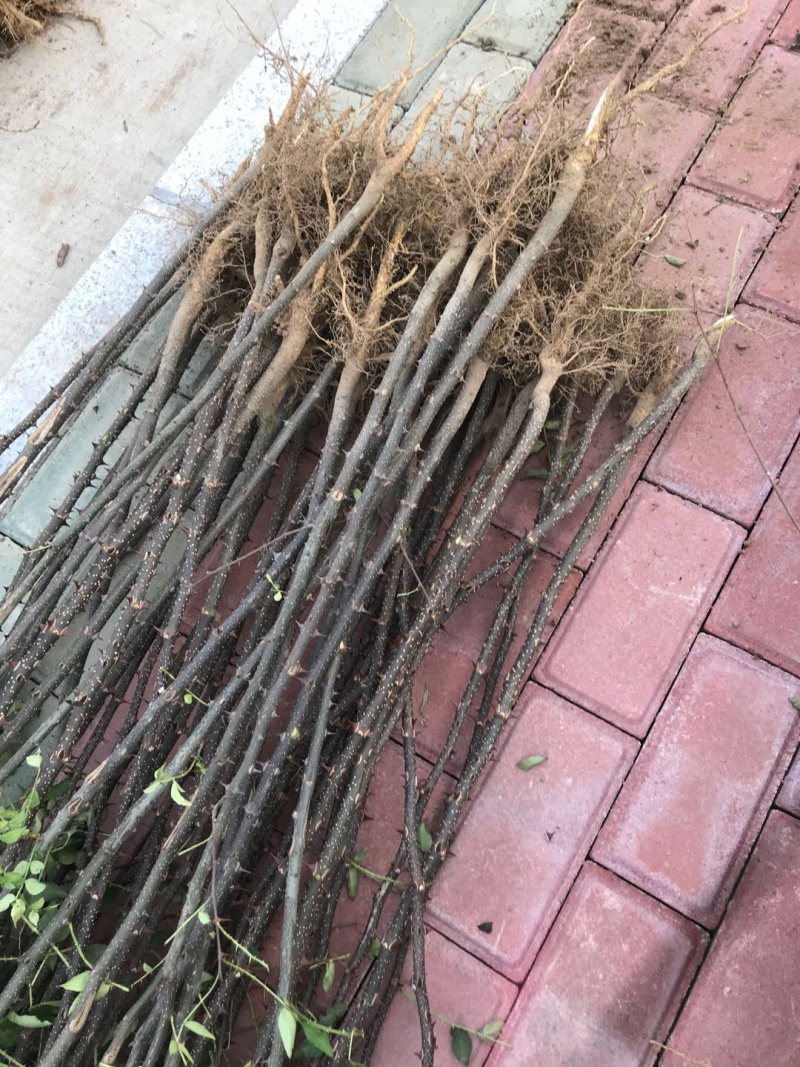 【精选】花椒苗花椒苗大红袍花椒苗产量高秦安一号花椒苗
