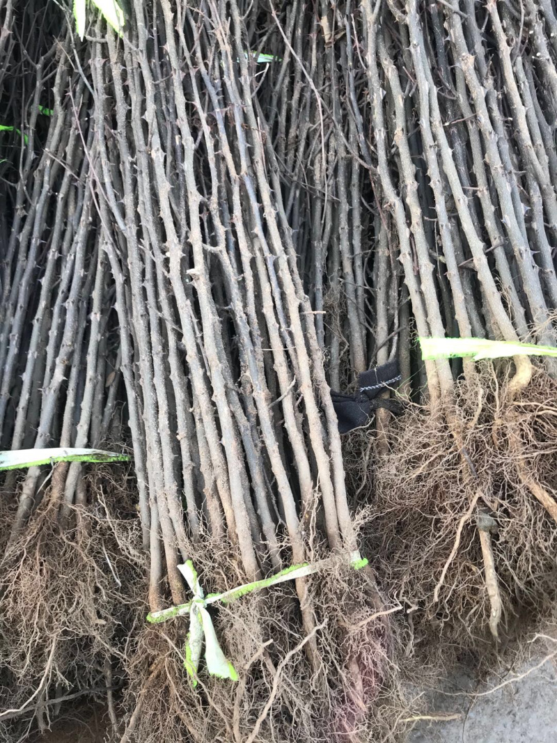 【精选】花椒苗花椒苗大红袍花椒苗产量高秦安一号花椒苗
