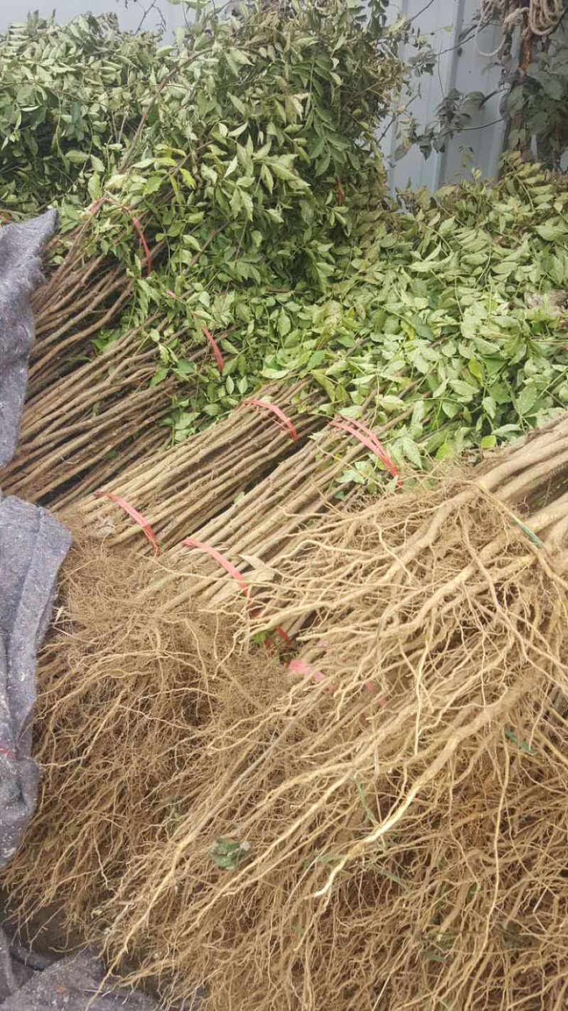 【精选】花椒苗花椒苗大红袍花椒苗产量高秦安一号花椒苗