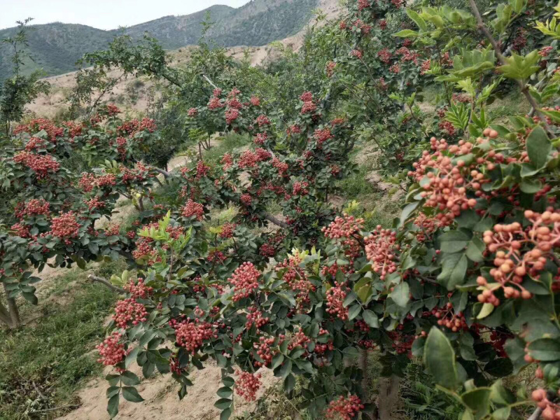 【精选】花椒苗花椒苗大红袍花椒苗产量高秦安一号花椒苗