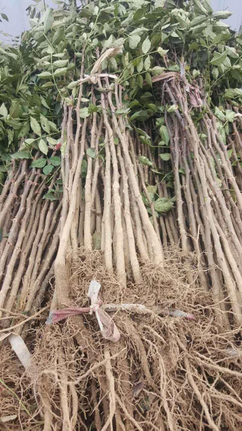 【精选】花椒苗花椒苗大红袍花椒苗产量高秦安一号花椒苗