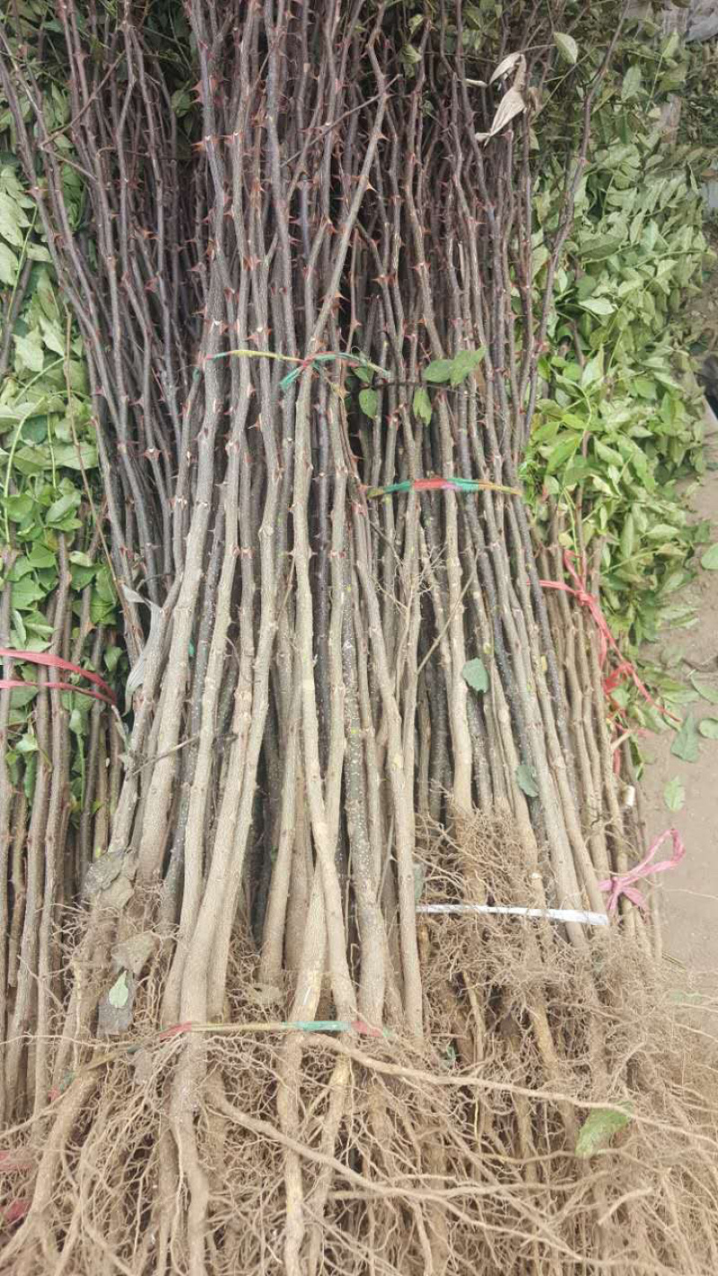 【精选】花椒苗花椒苗大红袍花椒苗产量高秦安一号花椒苗