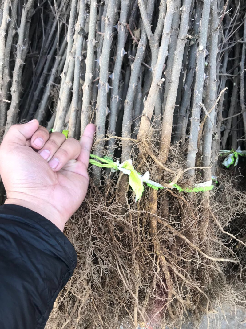 【精选】花椒苗花椒苗大红袍花椒苗产量高秦安一号花椒苗
