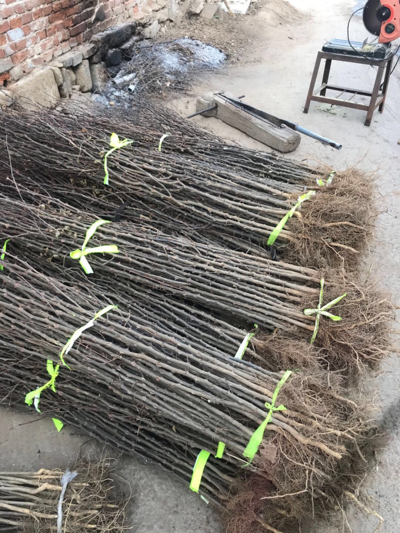 【精选】花椒苗花椒苗大红袍花椒苗产量高秦安一号花椒苗