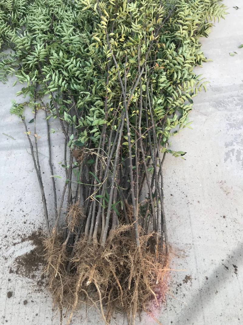 【精选】花椒苗花椒苗大红袍花椒苗产量高秦安一号花椒苗