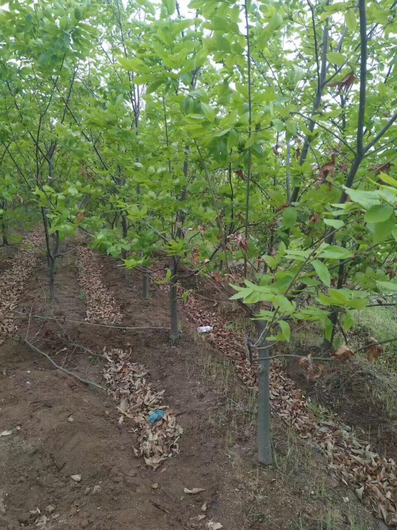 【精选】板栗苗大红袍板栗苗提供种植技术