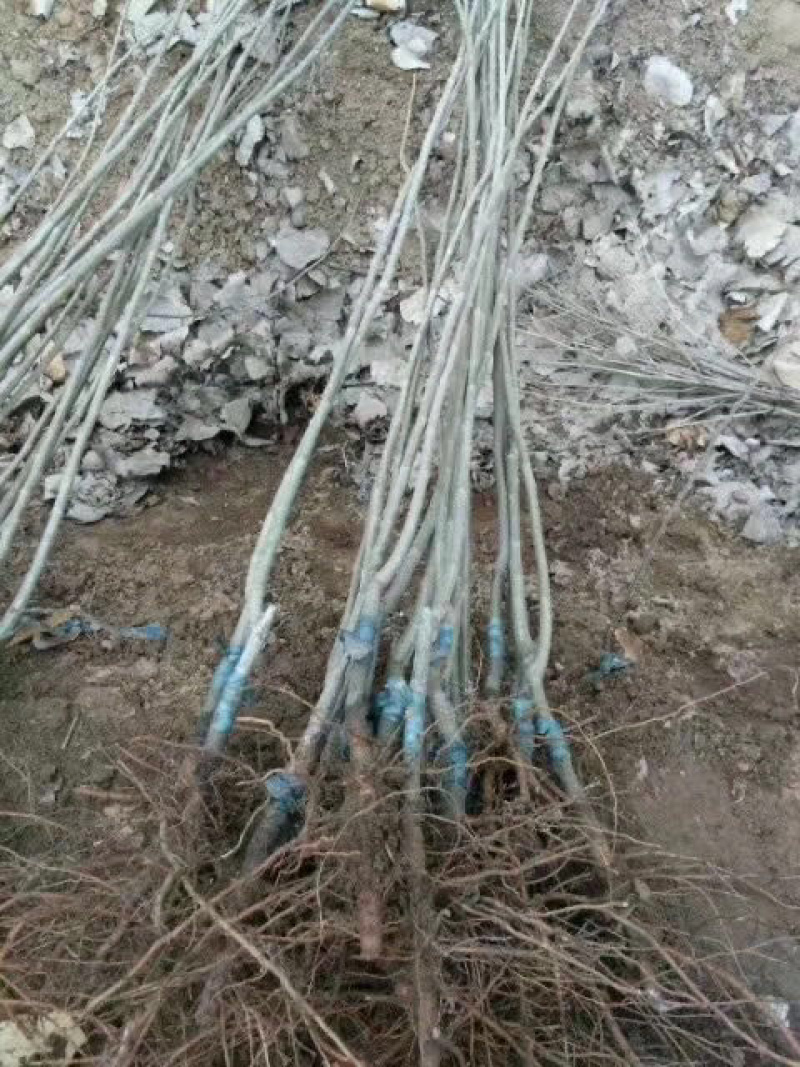 【精选】板栗苗大红袍板栗苗提供种植技术